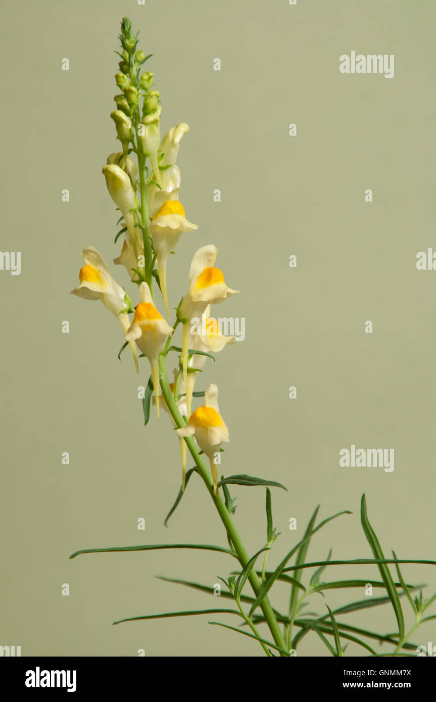 Toadflax fiori su sfondo verde, primo piano Foto Stock