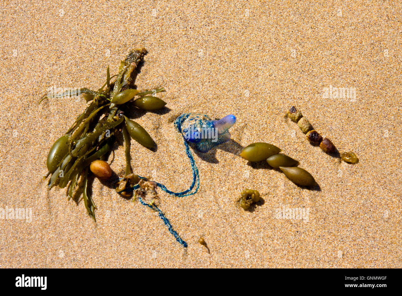 Deadly bottiglia blu Medusa lavato fino sulla spiaggia australiana Foto Stock