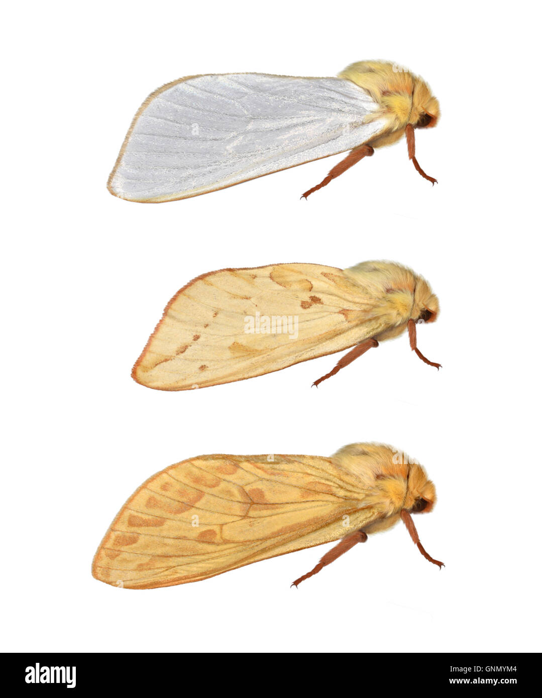 Ghost Moth - Hepialus humuli 3.005 BF14 Foto Stock
