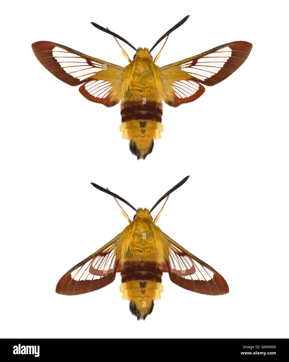 69.009 (1983) a larga delimitata Bee Hawk-moth - Hemaris fuciformis Foto Stock