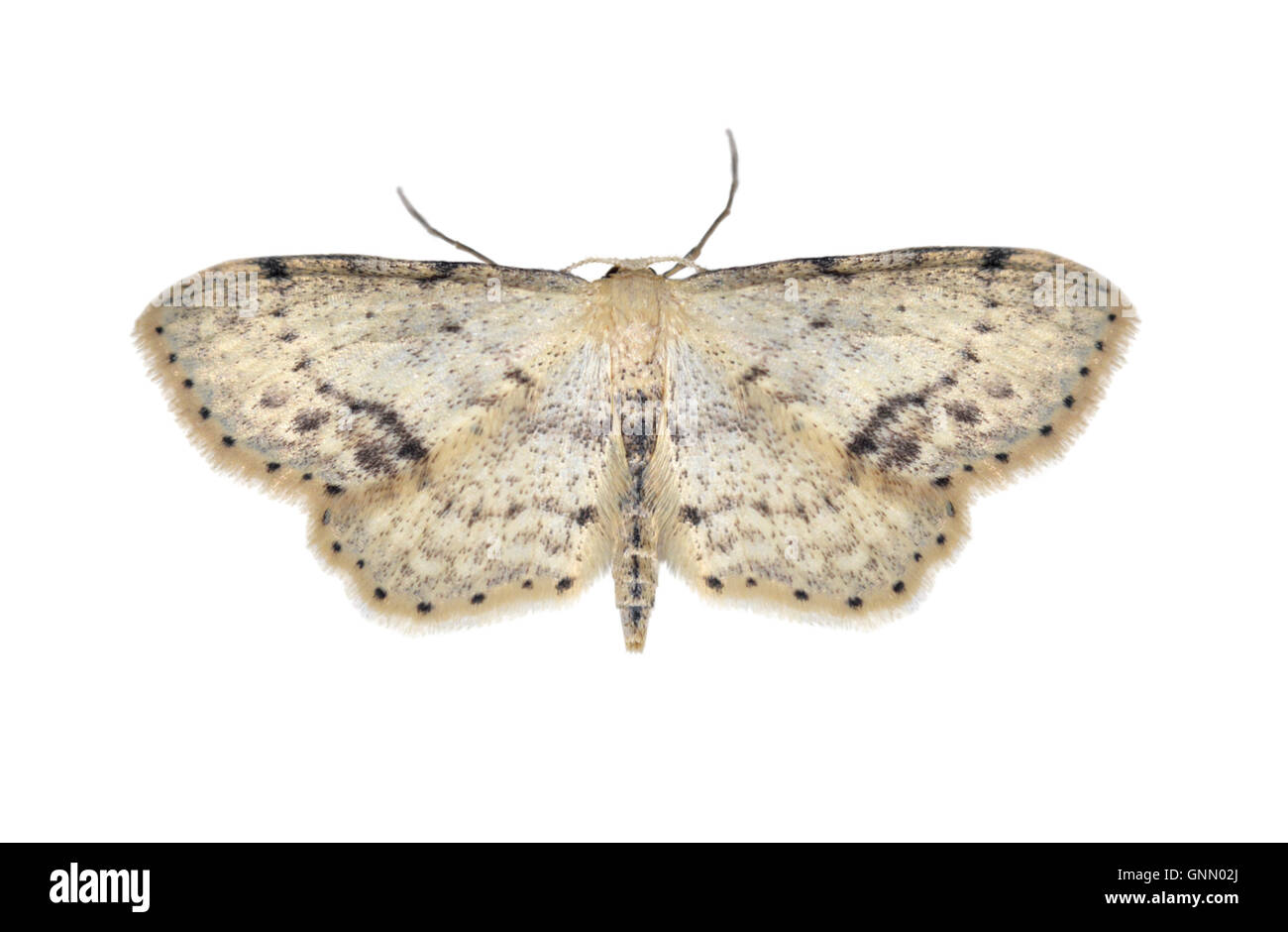 Singola onda tratteggiata - Idaea dimidiata 70.011 (1708) Foto Stock