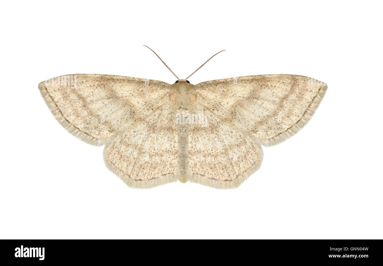 70.026 (1694) Smoky Wave - Scopula ternata Foto Stock