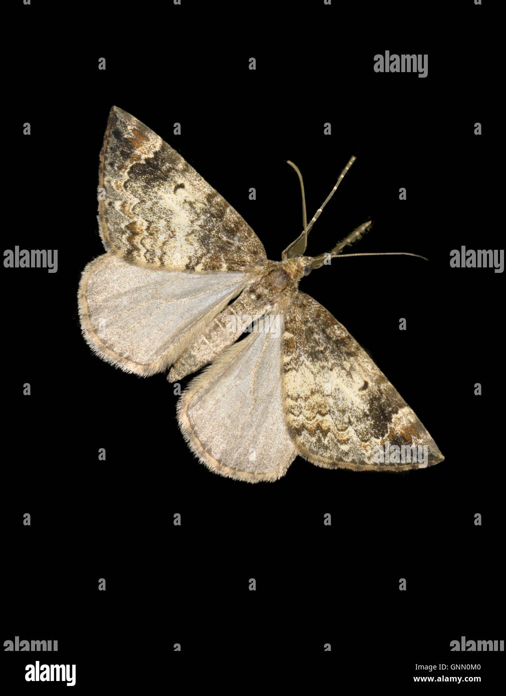 Comune di tappeti in marmo - Chloroclysta truncata 70.097 (1764) maschio (sinistra) e femmina (a destra) Foto Stock