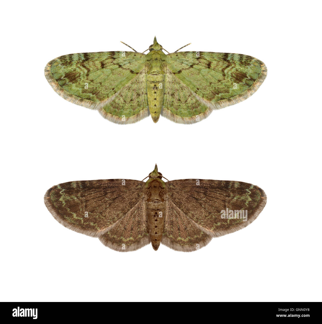 70.144 (1860) verde Pug - Pasiphila rectangulata top = forma tipica in fondo = forma melanico Foto Stock