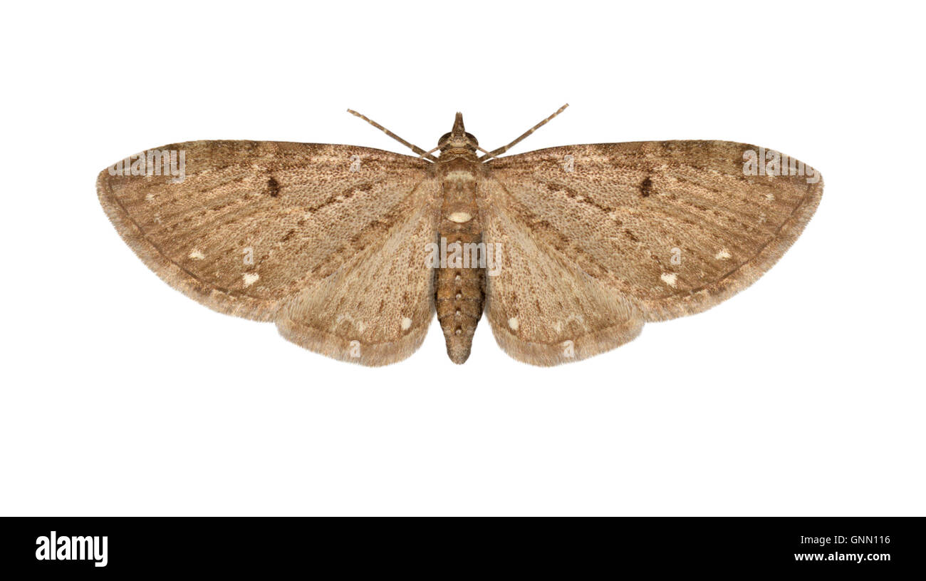 70.160 (1835) Bianco-spotted Pug - Eupithecia tripunctaria Foto Stock