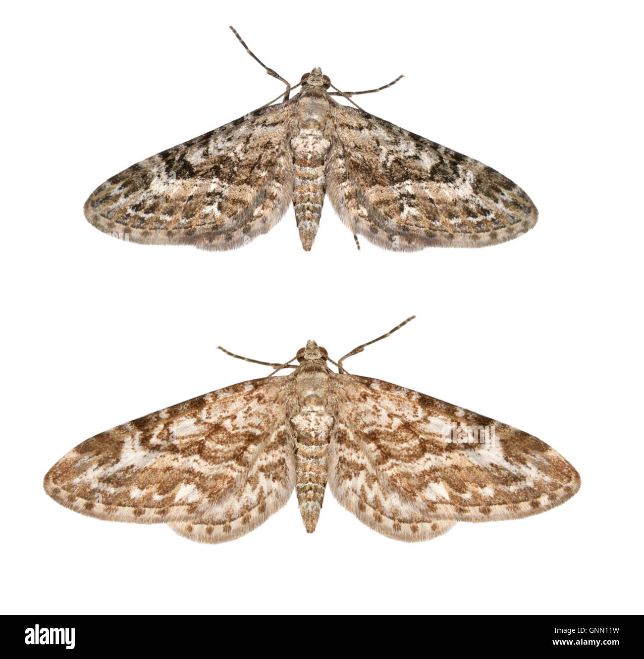 70.168 (1846) a stretta winged Pug - Eupithecia nanata Foto Stock