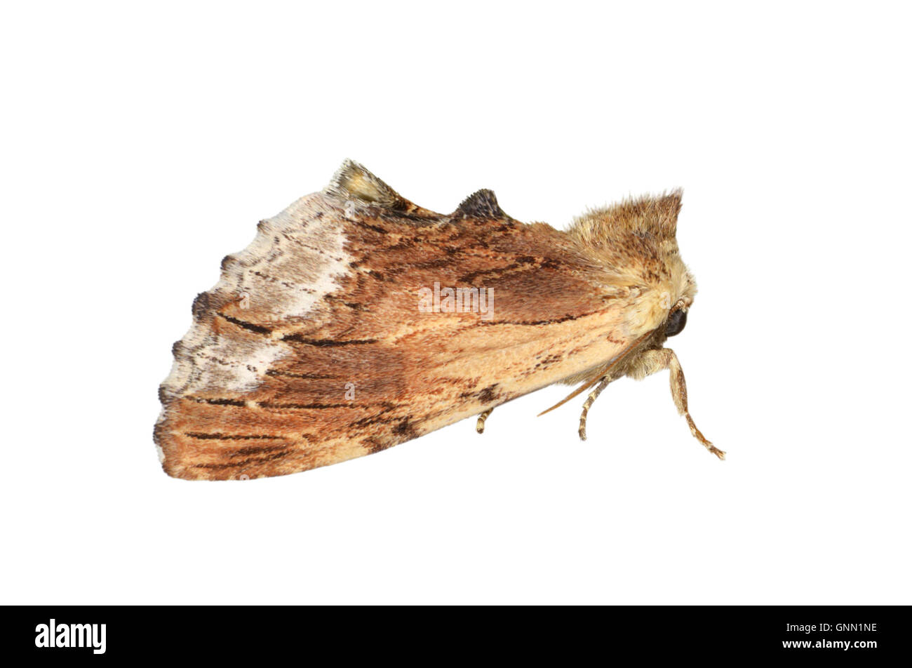 71.022 (2009) Maple sporgente - Ptilodon cucullina Foto Stock