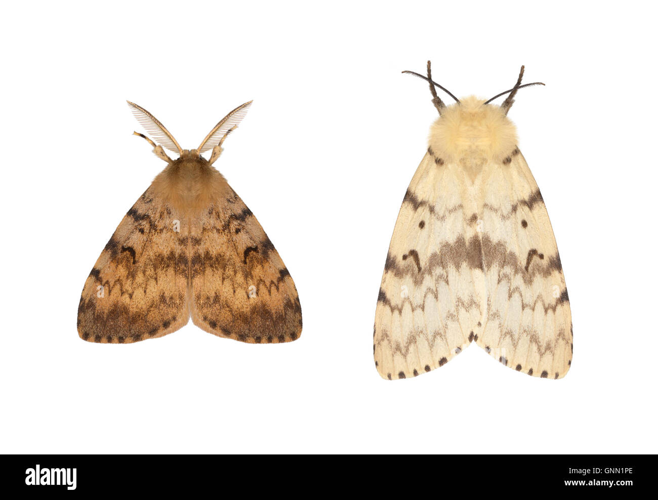 72.011 (2034) Gypsy Moth - Lymantria dispar Foto Stock