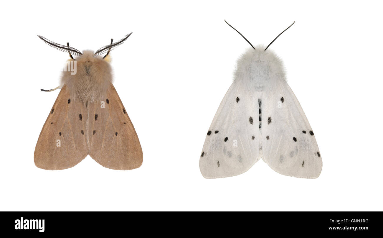72.022 (2063) mussola Moth - Diaphora mendica sinistra=maschio destra=femmina Foto Stock