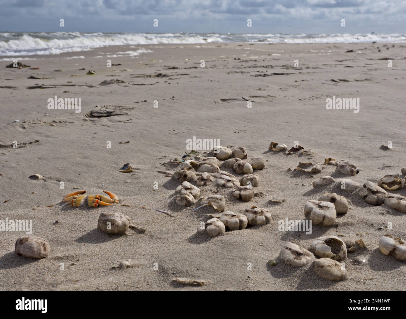 Filamento ricci di mare Foto Stock