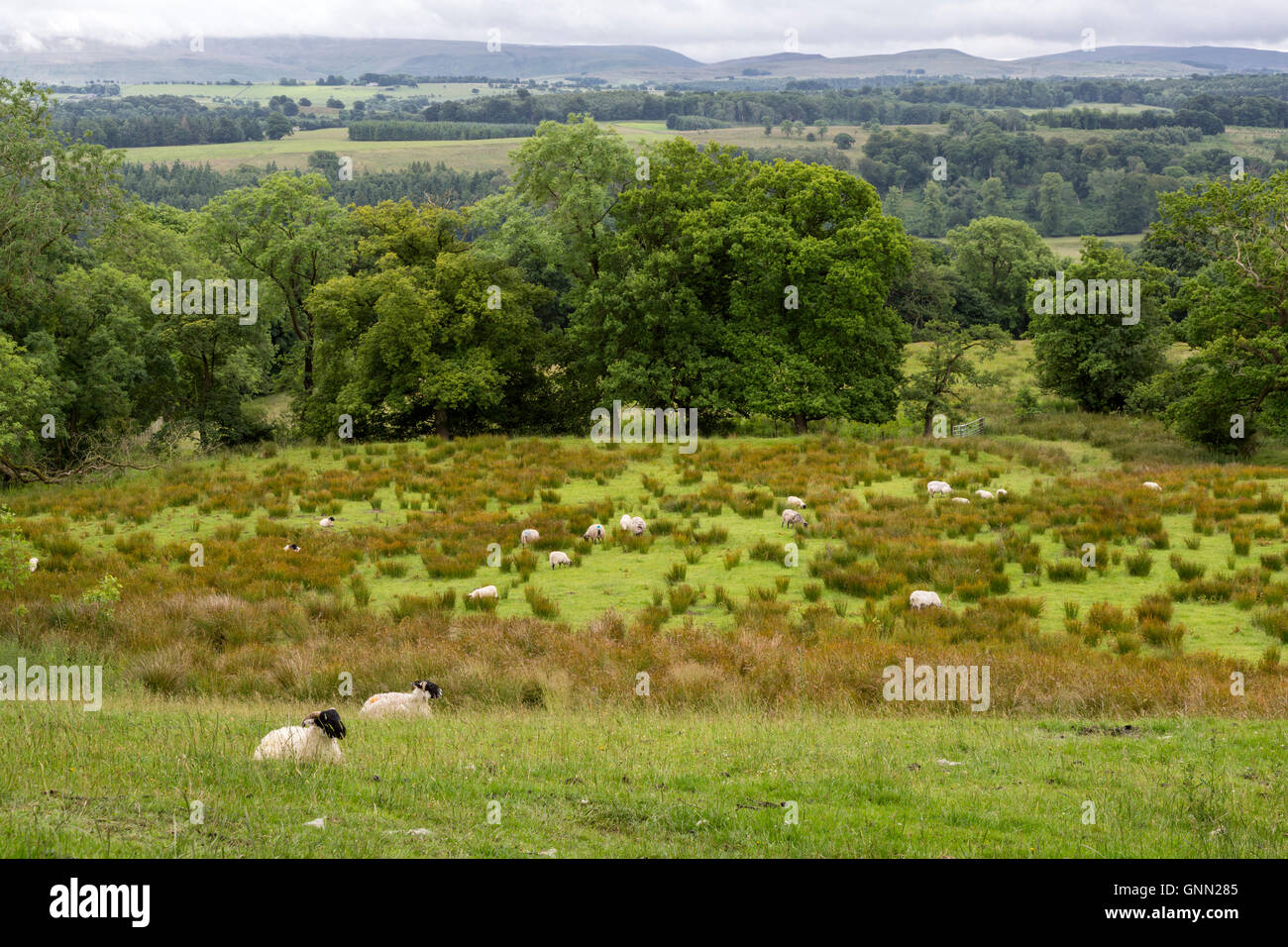 Cumbria, Inghilterra, Regno Unito. Campagna pennini lungo il vallo di Adriano sentiero, tra Lanercost e Gilsland. Foto Stock