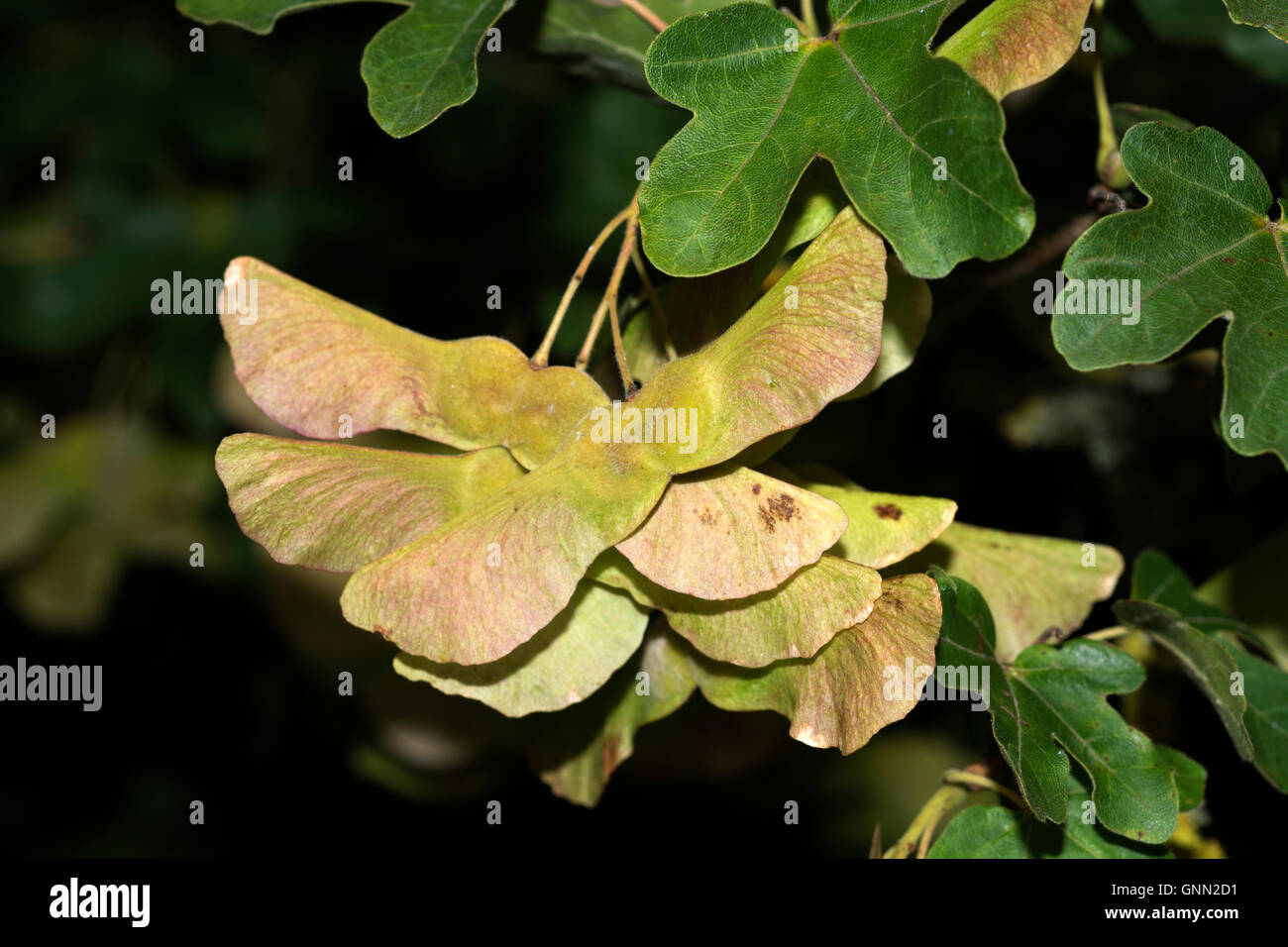 L'acero campestre, Acer campestre Foto Stock