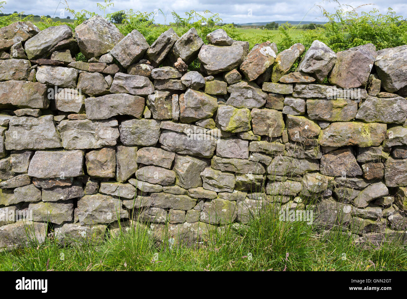 Cumbria, Inghilterra, Regno Unito. Pietra di moderna costruzione di parete la delimitazione dei campi degli agricoltori lungo il vallo di Adriano di sentiero. Foto Stock