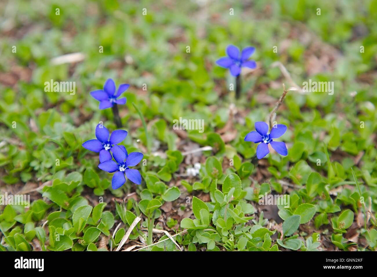 Piccolo Fiore alpino Foto Stock
