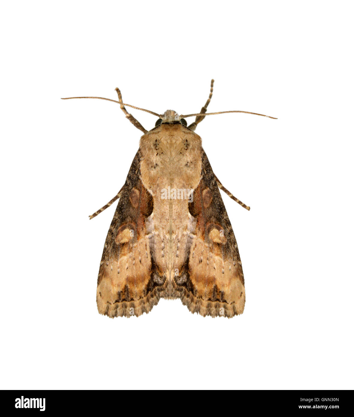 73.168 (2336) a lobi doppia - Lateroligia ophiogramma Foto Stock