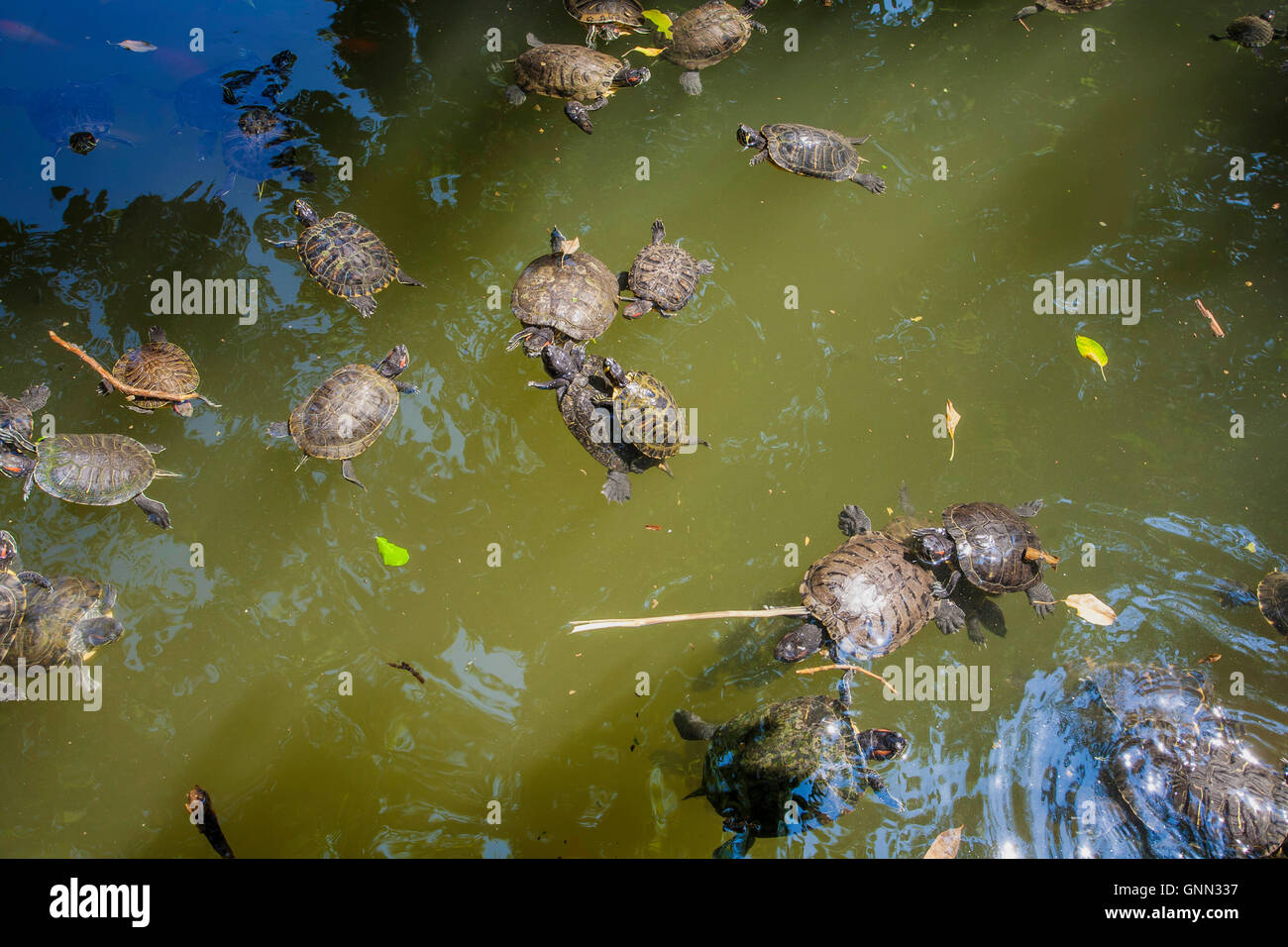 Rosso-eared slider tartarughe in lago (rosso-eared slider - Trachemys scripta elegans), il Giardino Nazionale parco pubblico nel centro di Atene, Foto Stock
