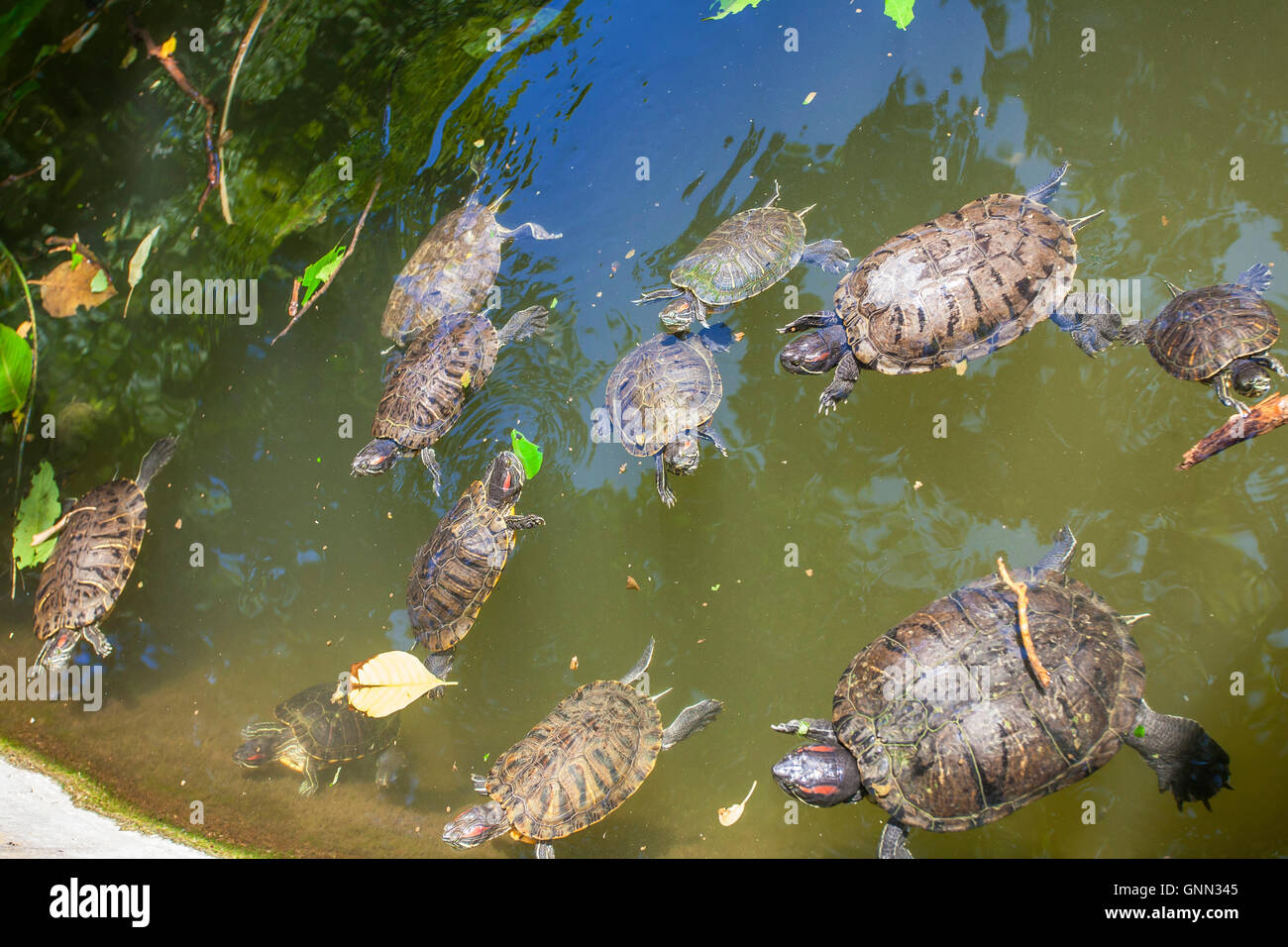 Rosso-eared slider tartarughe in lago (rosso-eared slider - Trachemys scripta elegans), il Giardino Nazionale parco pubblico nel centro di Atene, Foto Stock