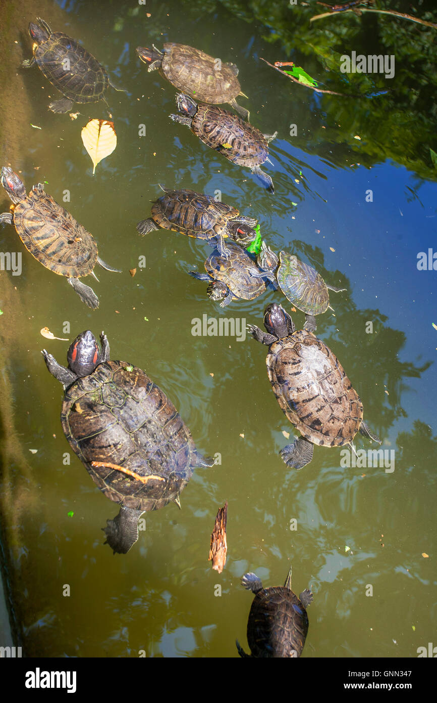 Rosso-eared slider tartarughe in lago (rosso-eared slider - Trachemys scripta elegans), il Giardino Nazionale parco pubblico nel centro di Atene, Foto Stock