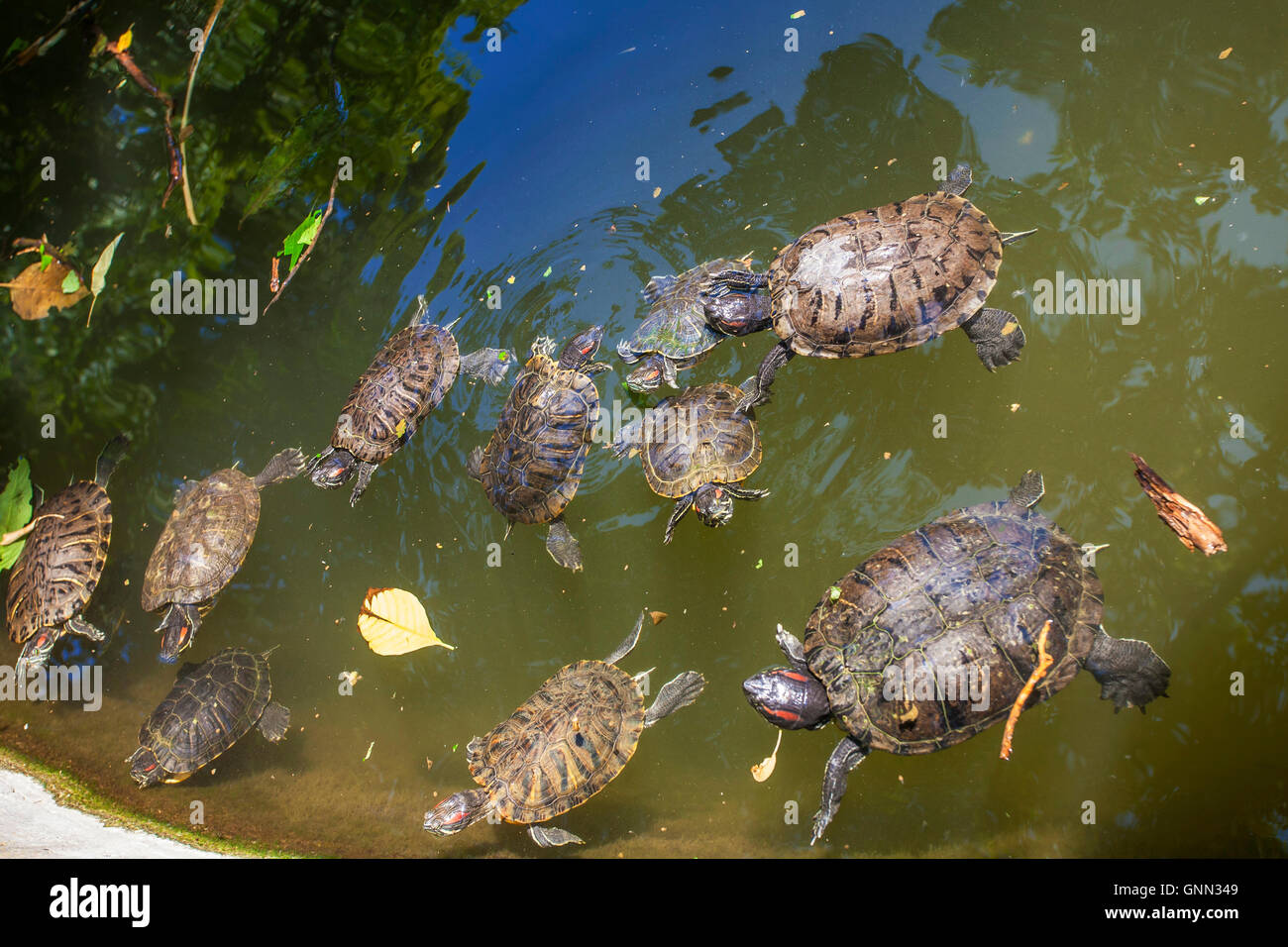 Rosso-eared slider tartarughe in lago (rosso-eared slider - Trachemys scripta elegans), il Giardino Nazionale parco pubblico nel centro di Atene, Foto Stock