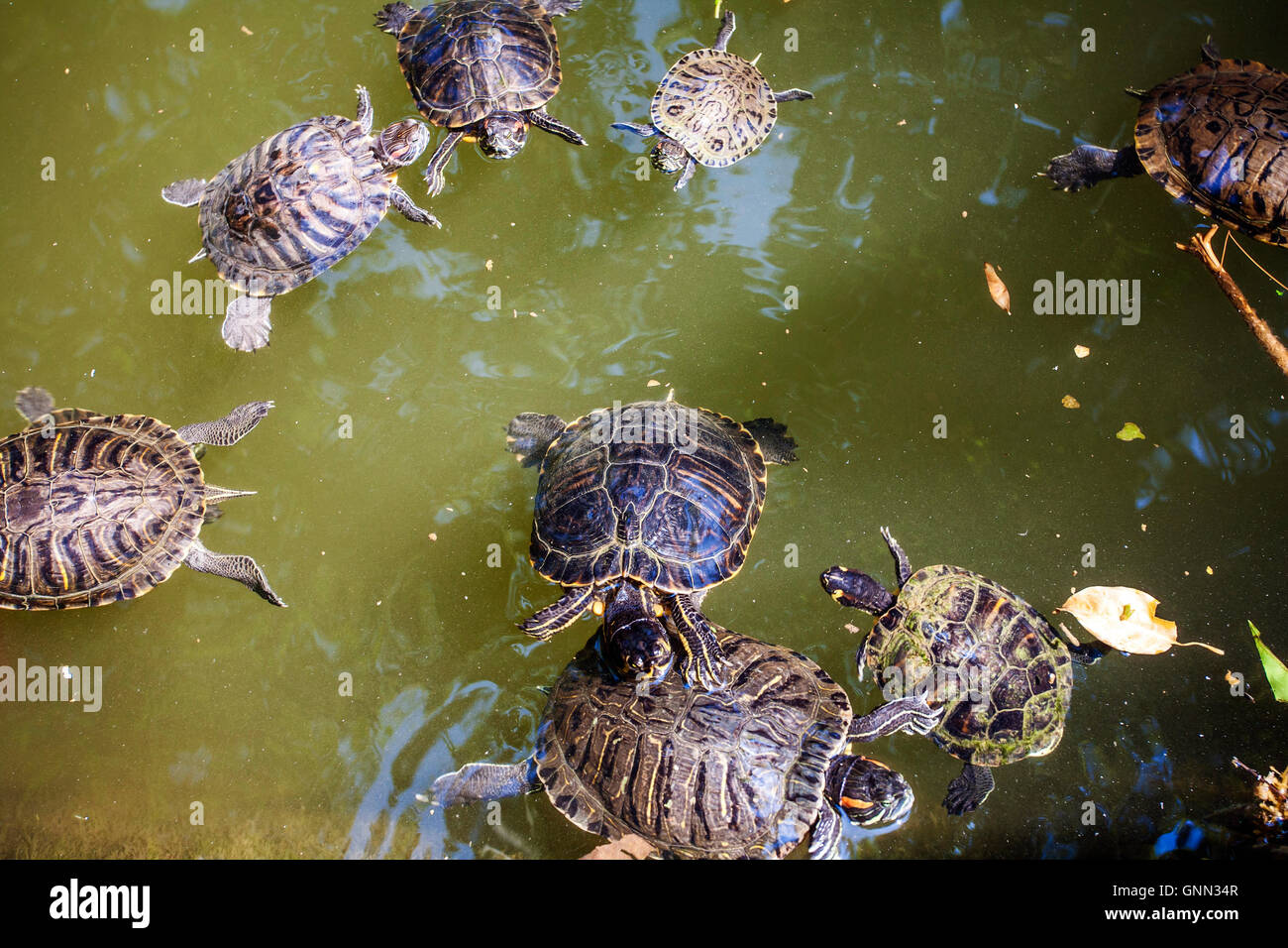 Rosso-eared slider tartarughe in lago (rosso-eared slider - Trachemys scripta elegans), il Giardino Nazionale parco pubblico nel centro di Atene, Foto Stock