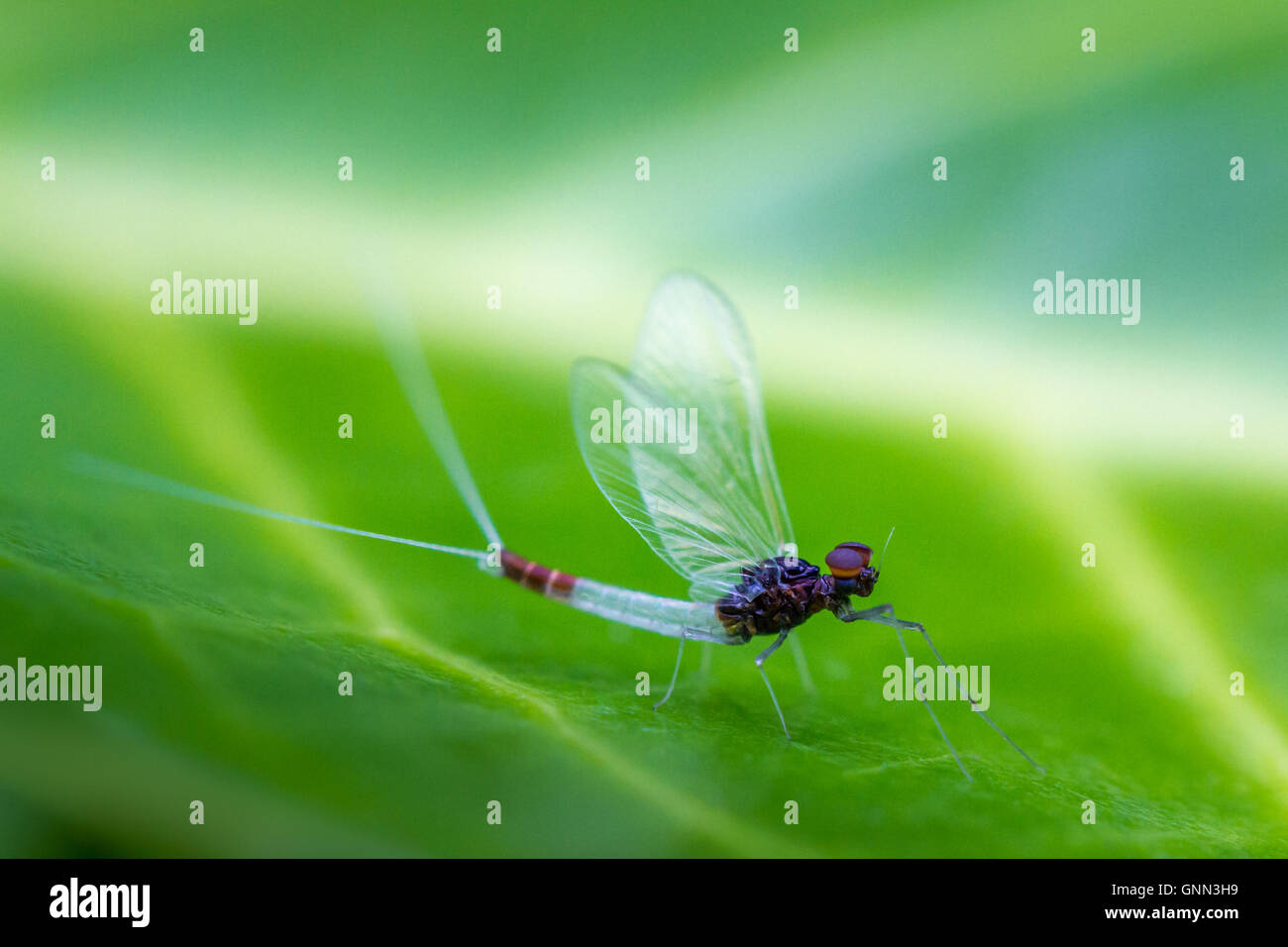 Le sempre più scarse, blu ferro fly (Alainites muticus), Yorkshire Regno Unito (ex: Baetis muticus e versioni precedenti come B. pumilus) Foto Stock