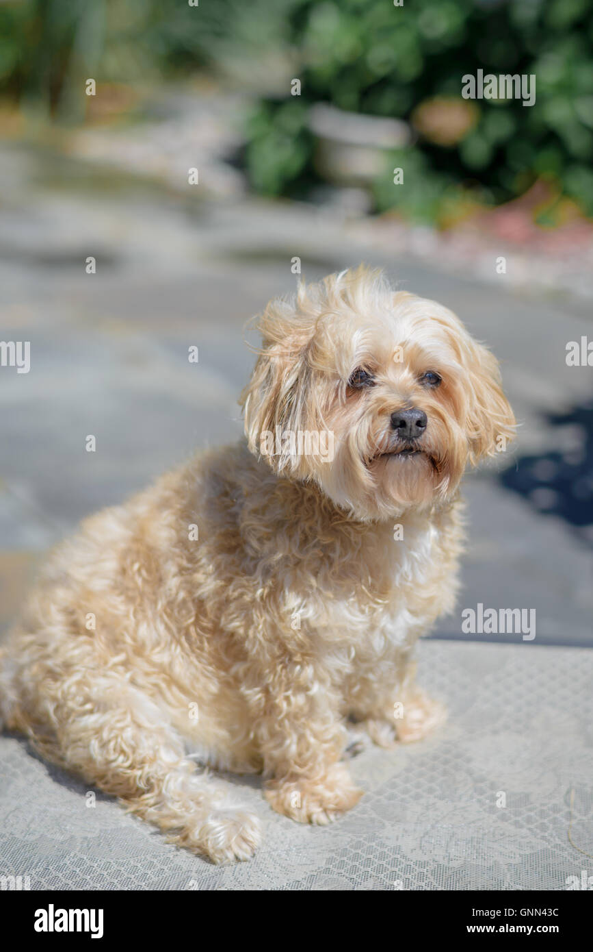 Cane sotto il sole Foto Stock