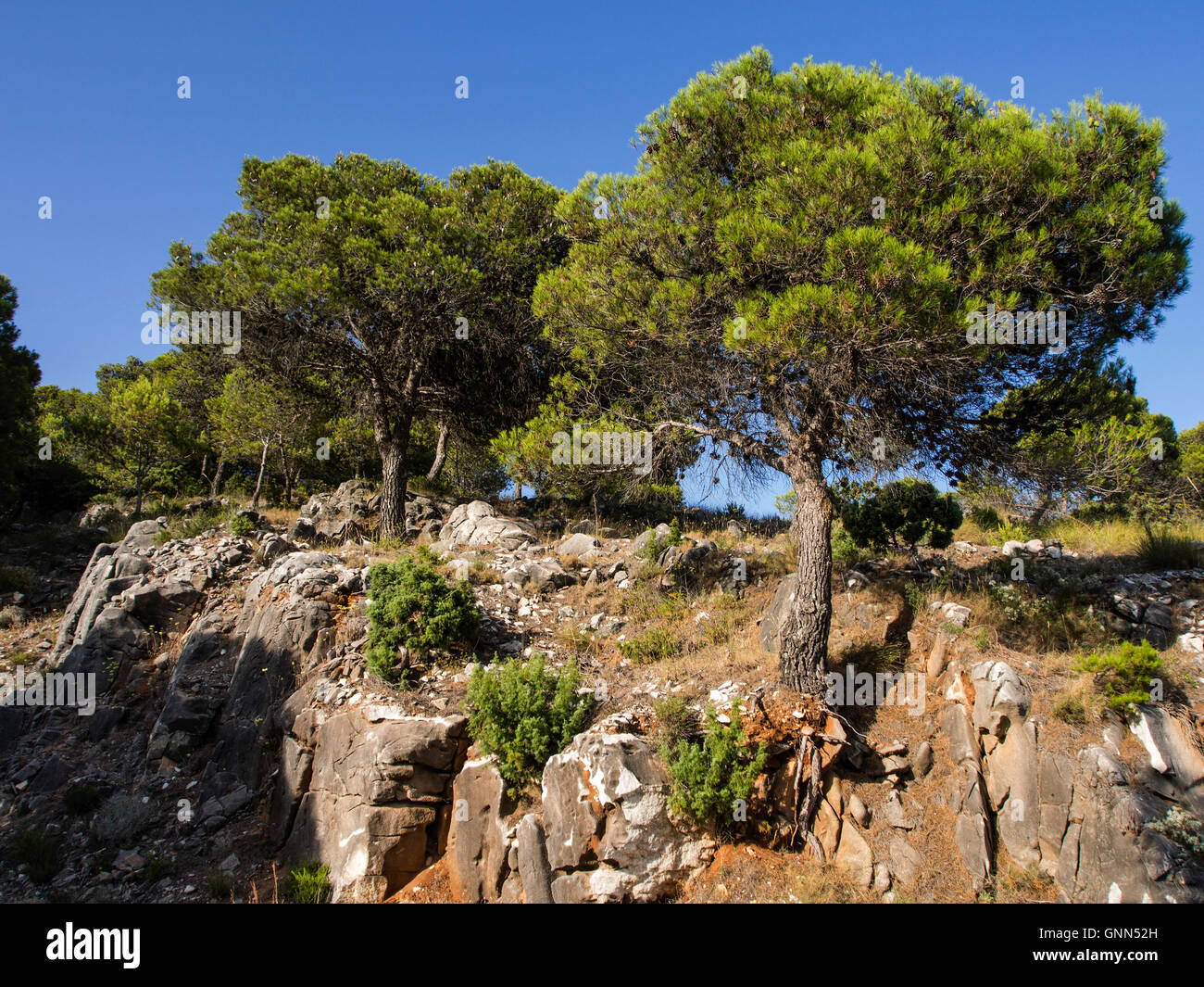 Gli alberi di pino, Parco Naturale della Sierra de Mijas. Provincia di Malaga, Costa del Sol. Andalusia Spagna del sud Europa Foto Stock