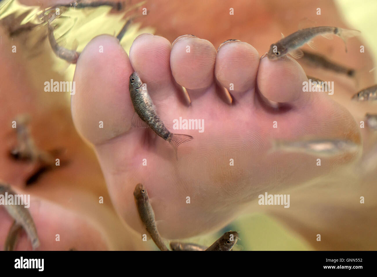 Garra Rufa pesce, o doctor fish, nibble presso il cliente in piedi in una vasca in Brighton, in un processo di esfoliazione. Foto Stock