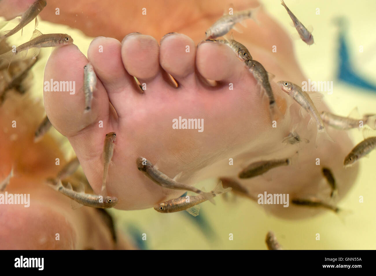 Garra Rufa pesce, o doctor fish, nibble presso il cliente in piedi in una vasca in Brighton, in un processo di esfoliazione. Foto Stock