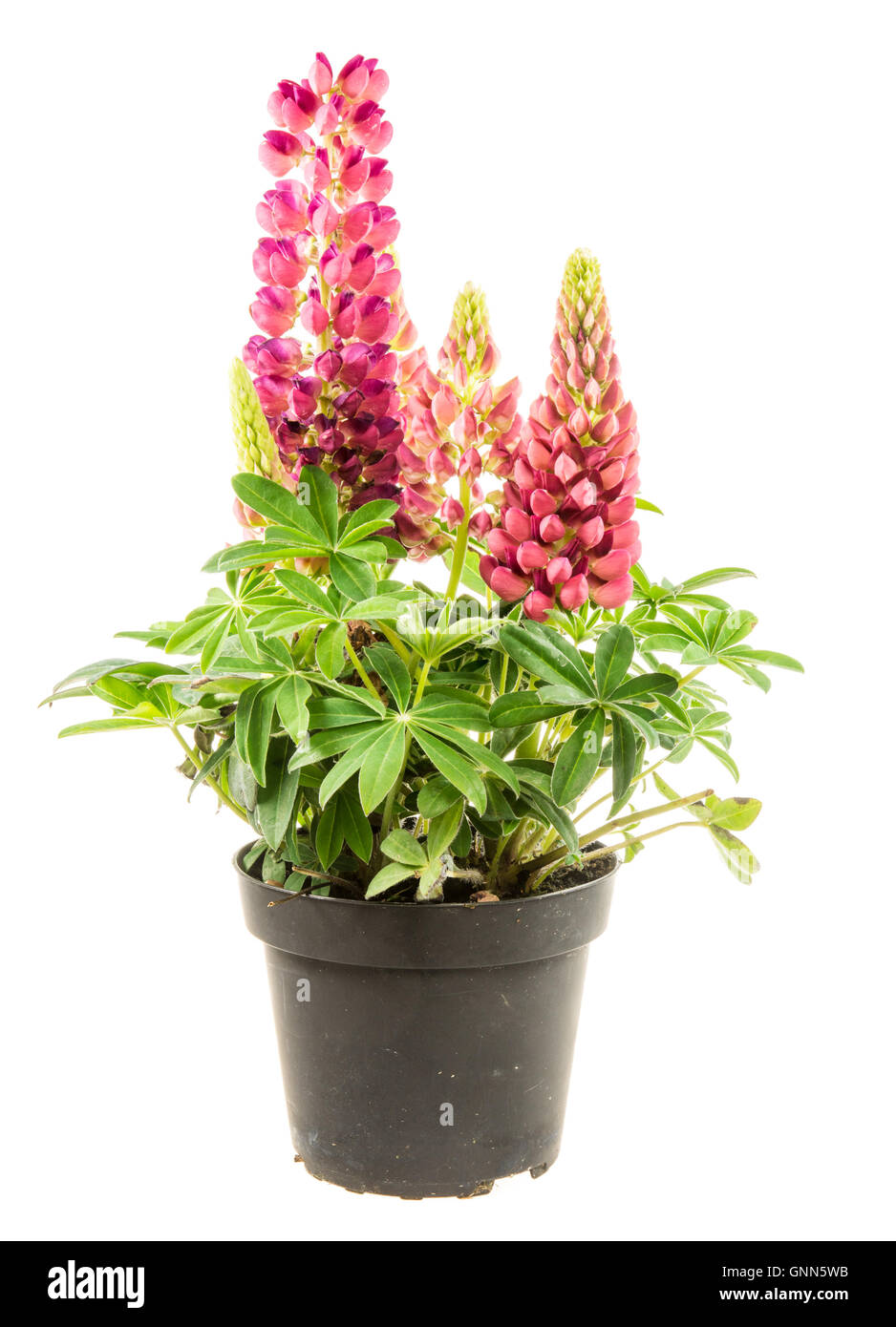Primo piano di un isolato di colore rosa in vaso di fiori di lupino Foto Stock