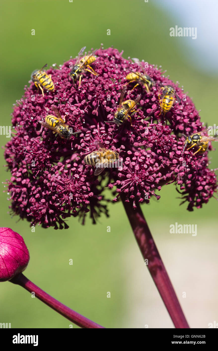 Vespe, Vespula vulgari, e miele delle api, Apis mellifera, alimentando il nettare di fiori ricchi di testa di Angelica gigas Foto Stock