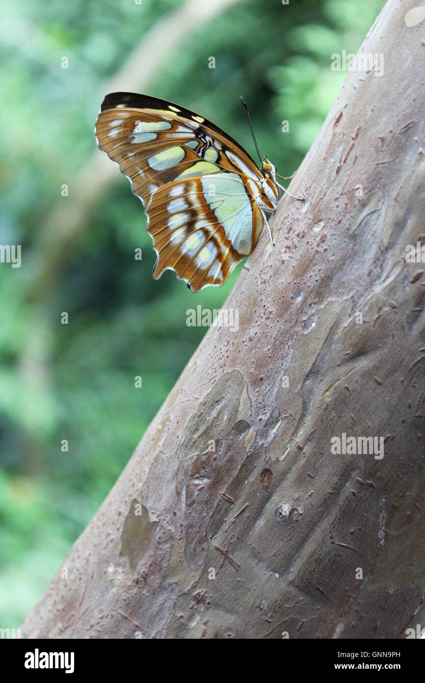 Una malachite (Siproeta stelenes) è una spazzola neotropical-footed butterfly. Foto Stock