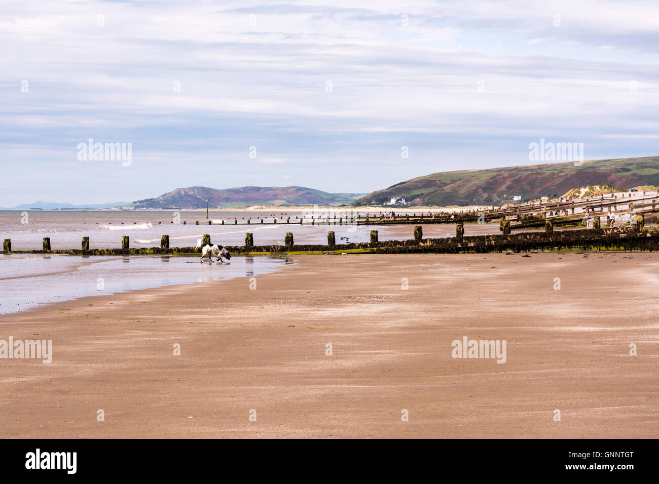 La gente che camminava sul Ynyslas Beach, vicino a Aberystwyth in Ceredigion, Wales UK Foto Stock