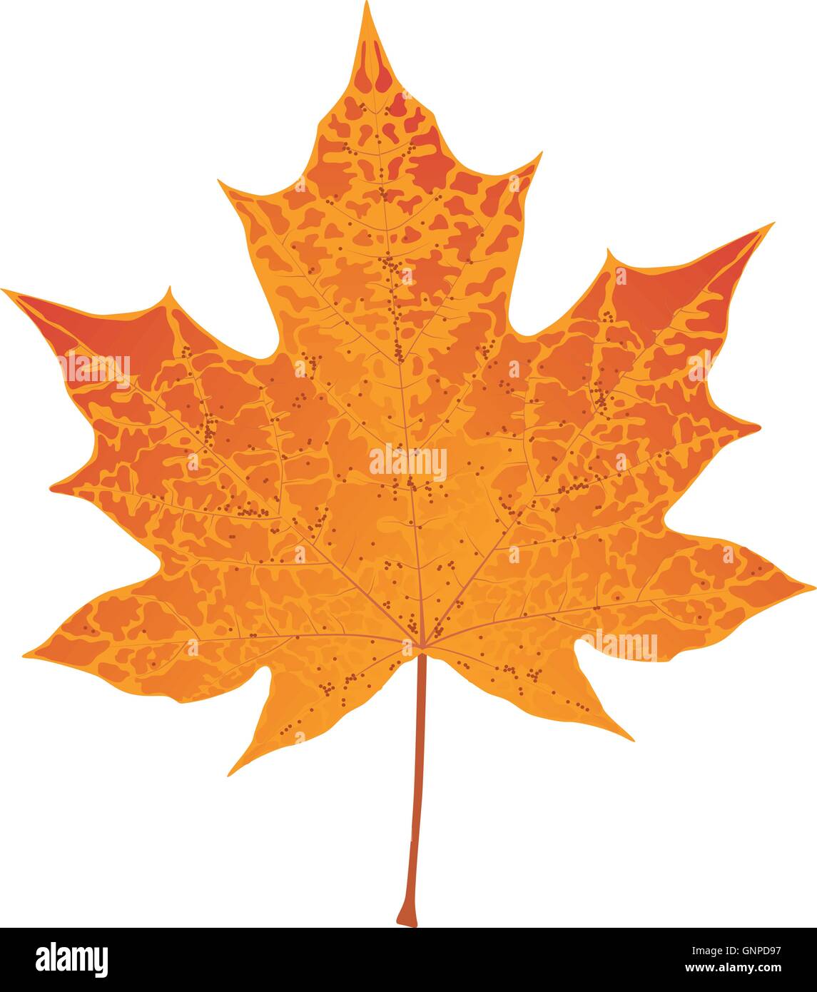 Autunno colorato di rosso maple leaf illustrazione vettoriale Illustrazione Vettoriale