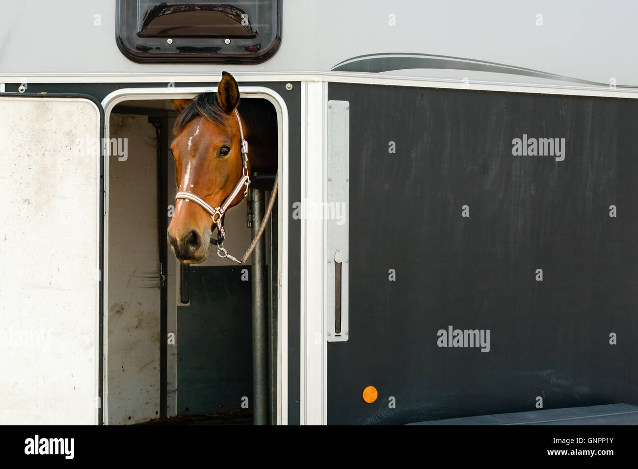 Bella marrone e bianco testa di cavallo fuori della porta aperta su un cavallo rimorchio. Copia spazio sul lato del rimorchio. Cavallo ha halter e Foto Stock