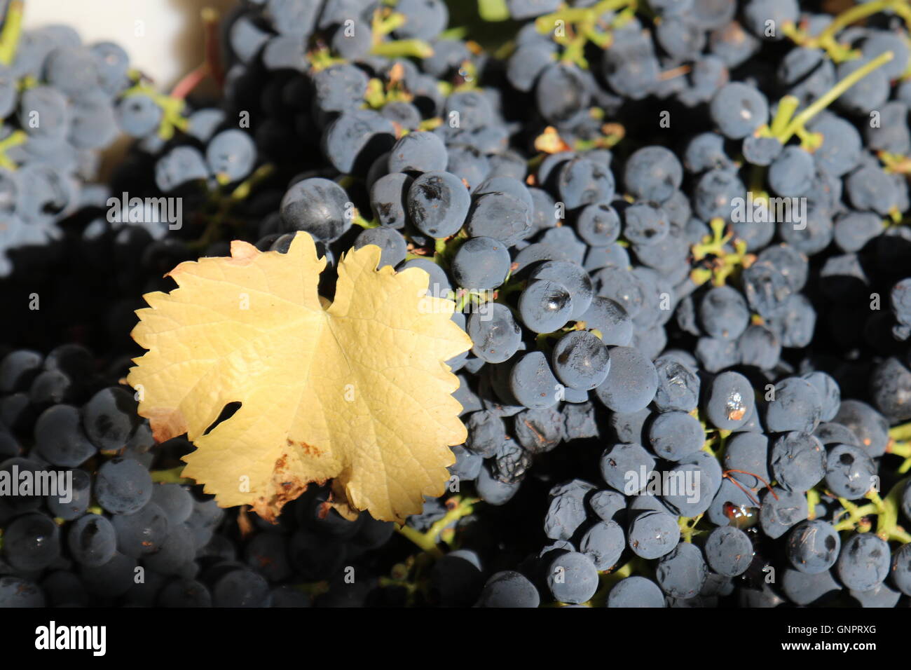 Appena raccolto uve nella Bodega y Estancia Colomé, Salta, Argentina Foto Stock
