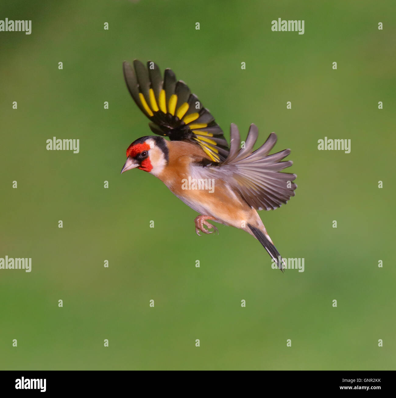 Cardellino (carduelis carduelis) battenti Foto Stock