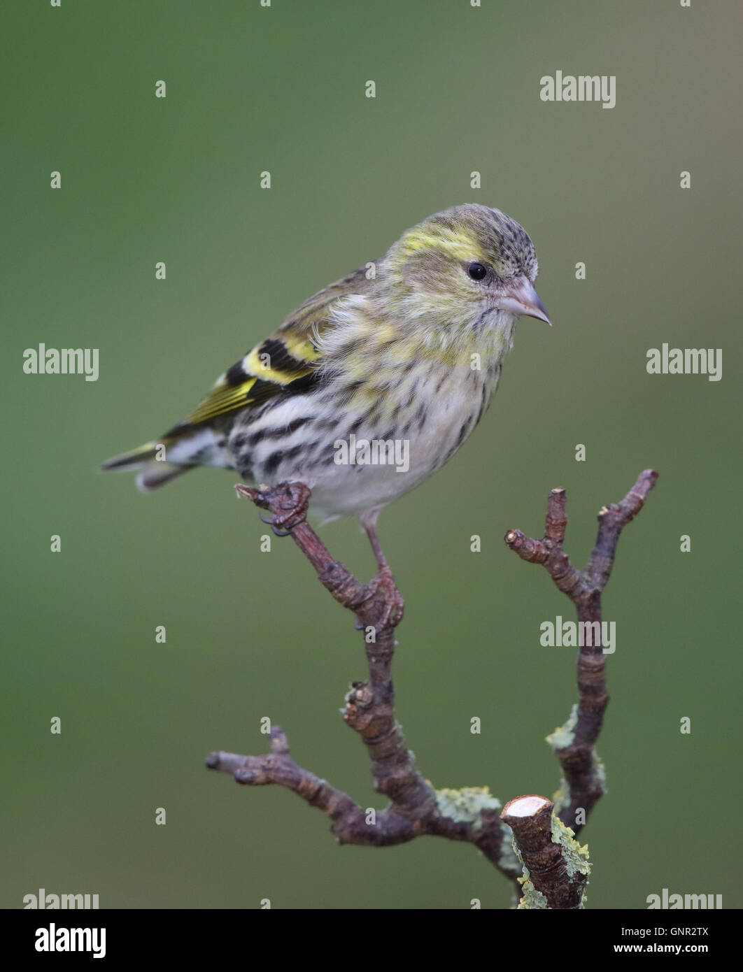 (Lucherino Carduelis spinus) sul ramo in inverno Foto Stock