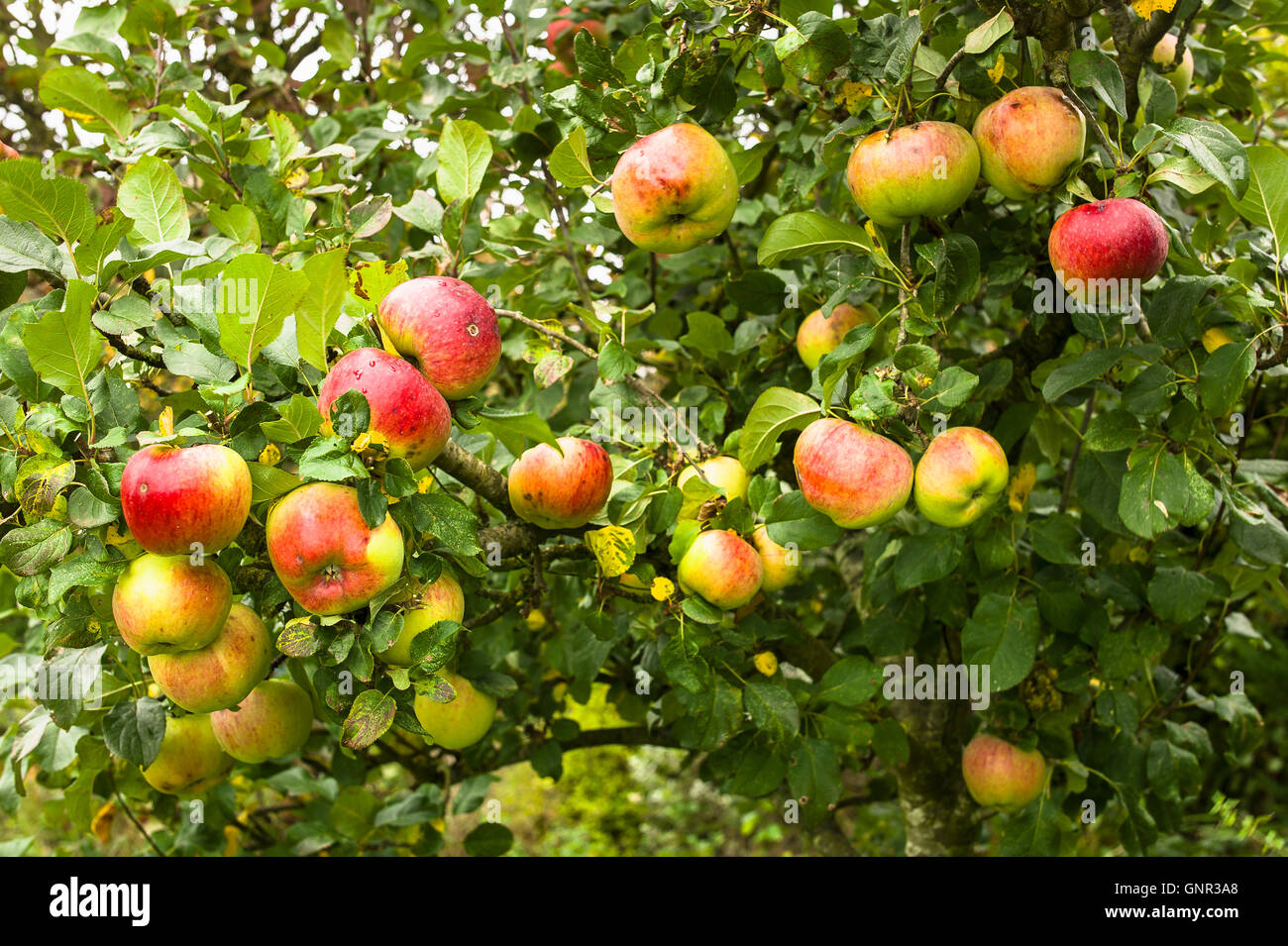 Un albero da frutta laden con maturi Howgate stupore le mele nel mese di ottobre Foto Stock
