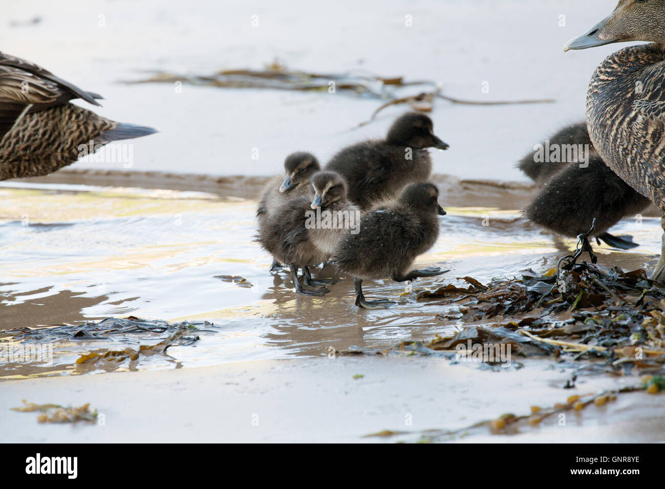 Baby eider anatre pulcini con due donne eider anatre sulla spiaggia Seahouses in Northumberland Inghilterra Gran Bretagna Foto Stock