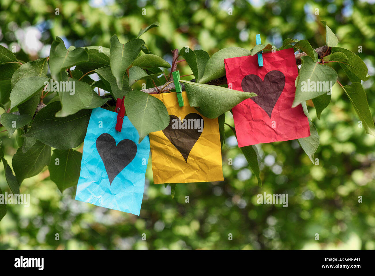 Blu, giallo e rosso note di carta con forme di cuore appeso a un albero. Close up. Foto Stock