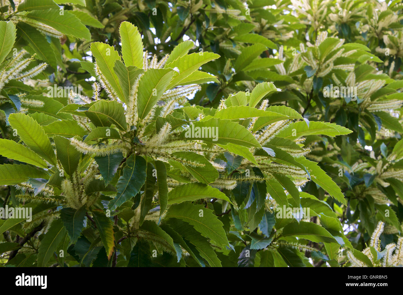 Castanea sativa - Dolce o di castagno in fiore. Foto Stock