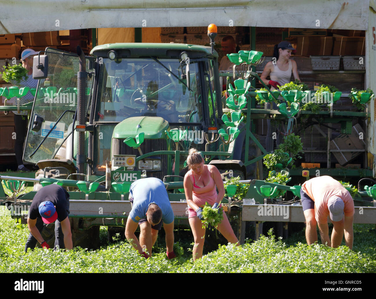I lavoratori agricoli picking il coriandolo e il caricamento su un trasportatore Foto Stock