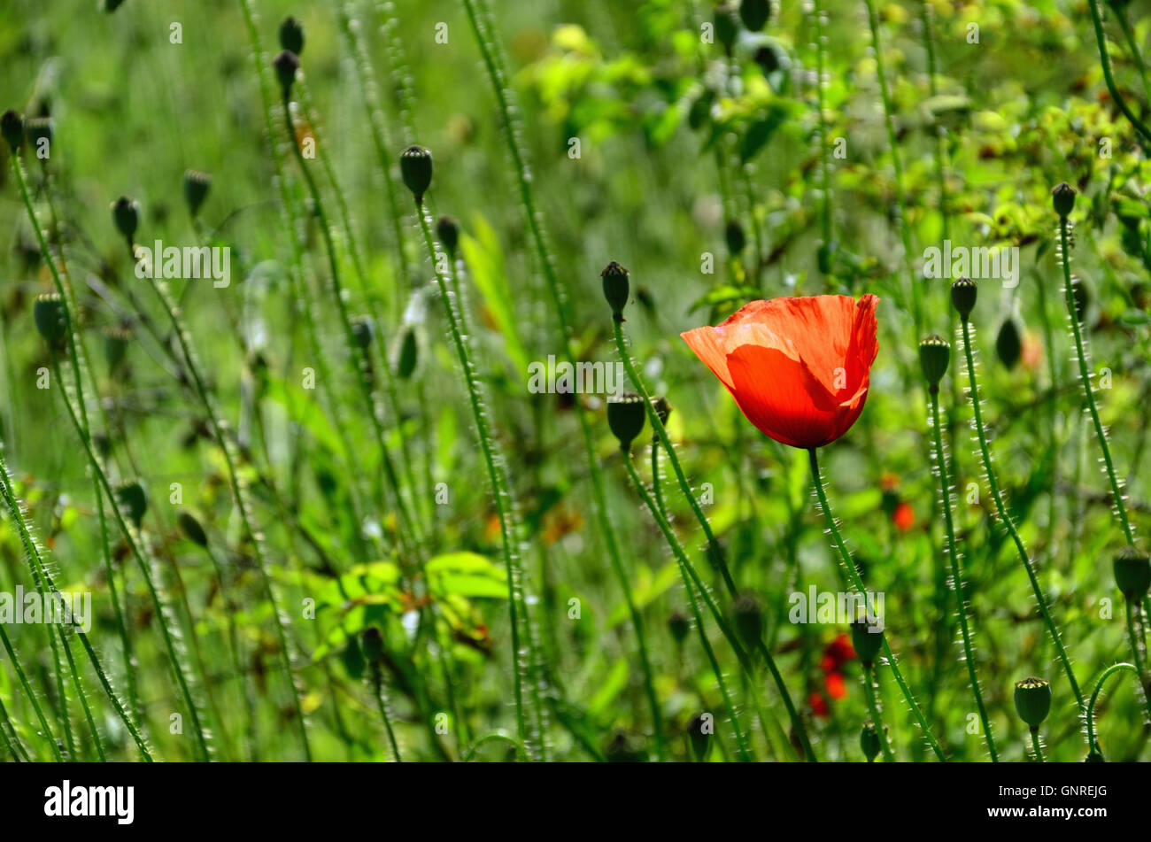 Papavero rosso fiore tra il verde di steli di papavero illuminato da Sun Foto Stock