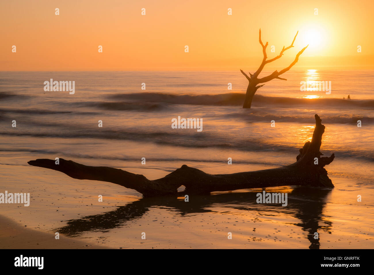 Sunrise, albero morto intoppi, caccia Island State Park, Oceano Atlantico, Beaufort, S. Carolina USA Foto Stock