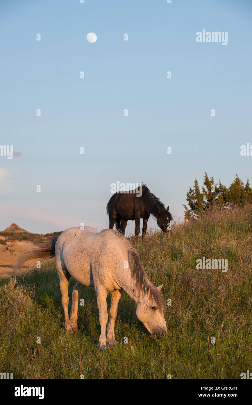 Wild Horse (Equs ferus), Mustang, pascolo Feral, Parco nazionale Theodore Roosevelt, North Dakota occidentale, America del Nord Foto Stock