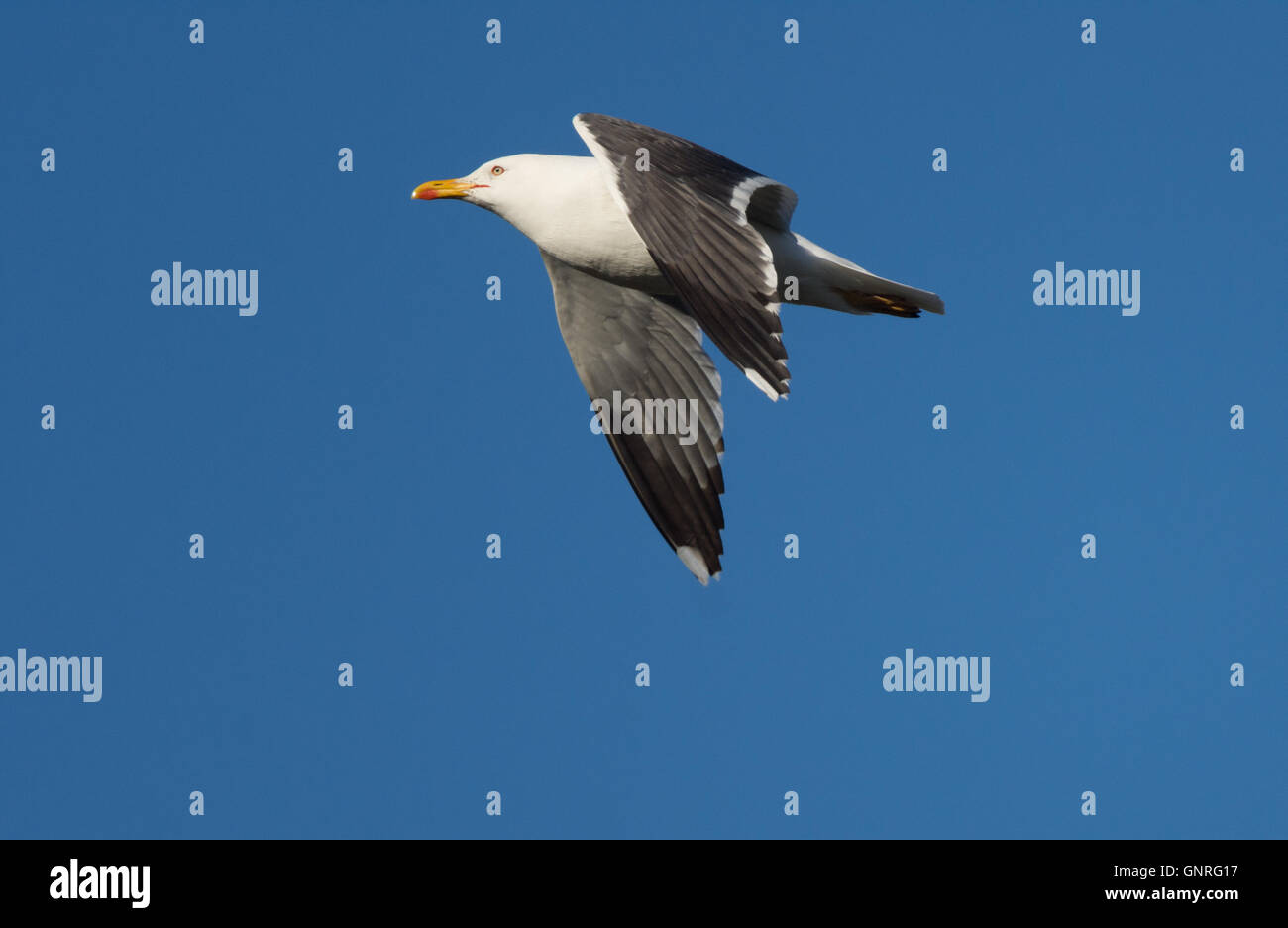 Grande nero-backed gull, il più grande della famiglia di gabbiano. Sempre maestoso in volo con potenti battiti ala. Penisola di Reykjanes Foto Stock