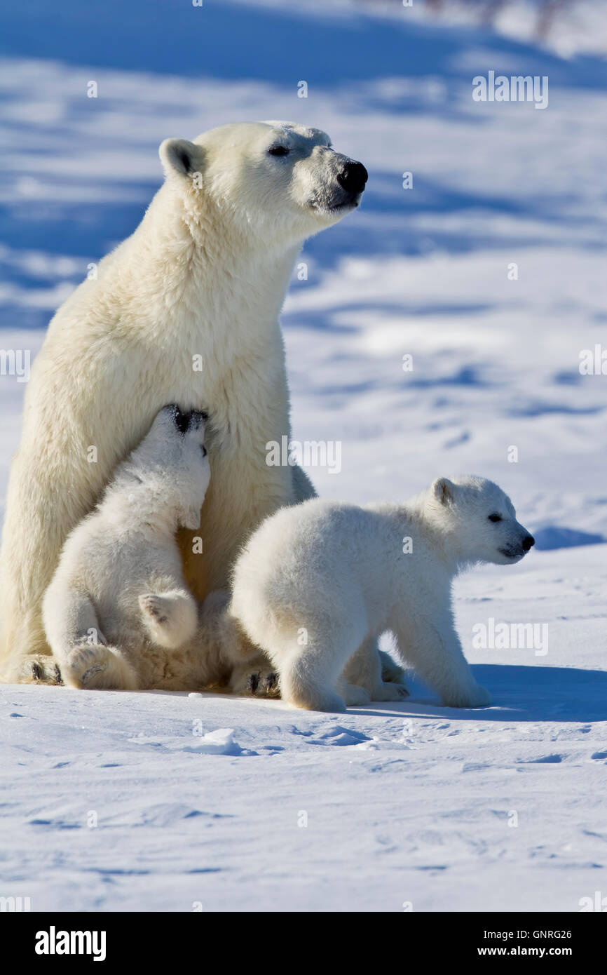 Orso polare sow e due cuccioli Ursus maritimus sulla tundra artica, Manitoba, Canada Foto Stock