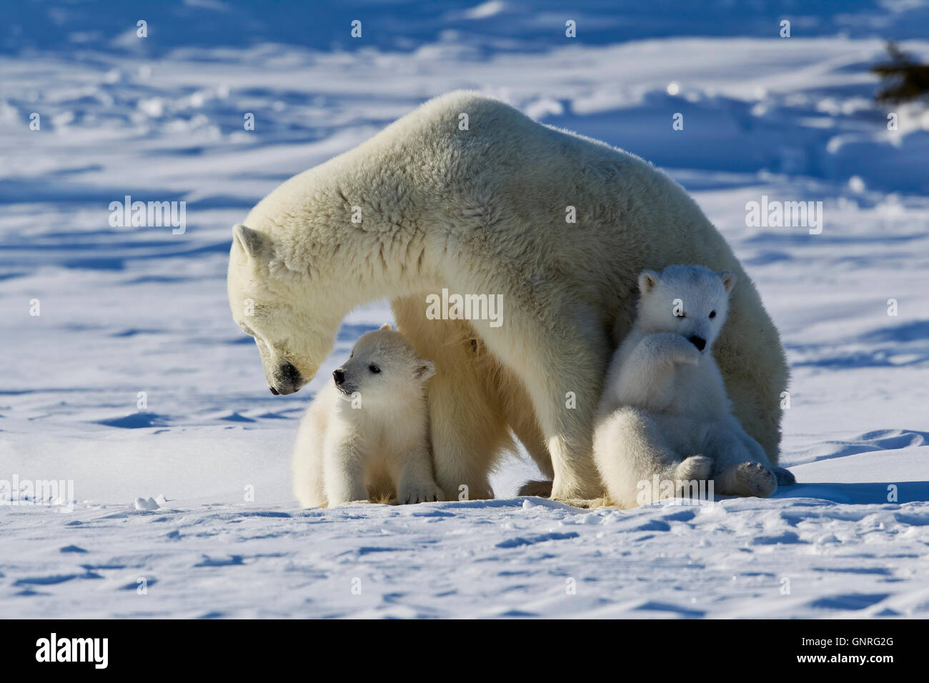 Orso polare sow e due cuccioli Ursus maritimus sulla tundra artica, Manitoba, Canada Foto Stock