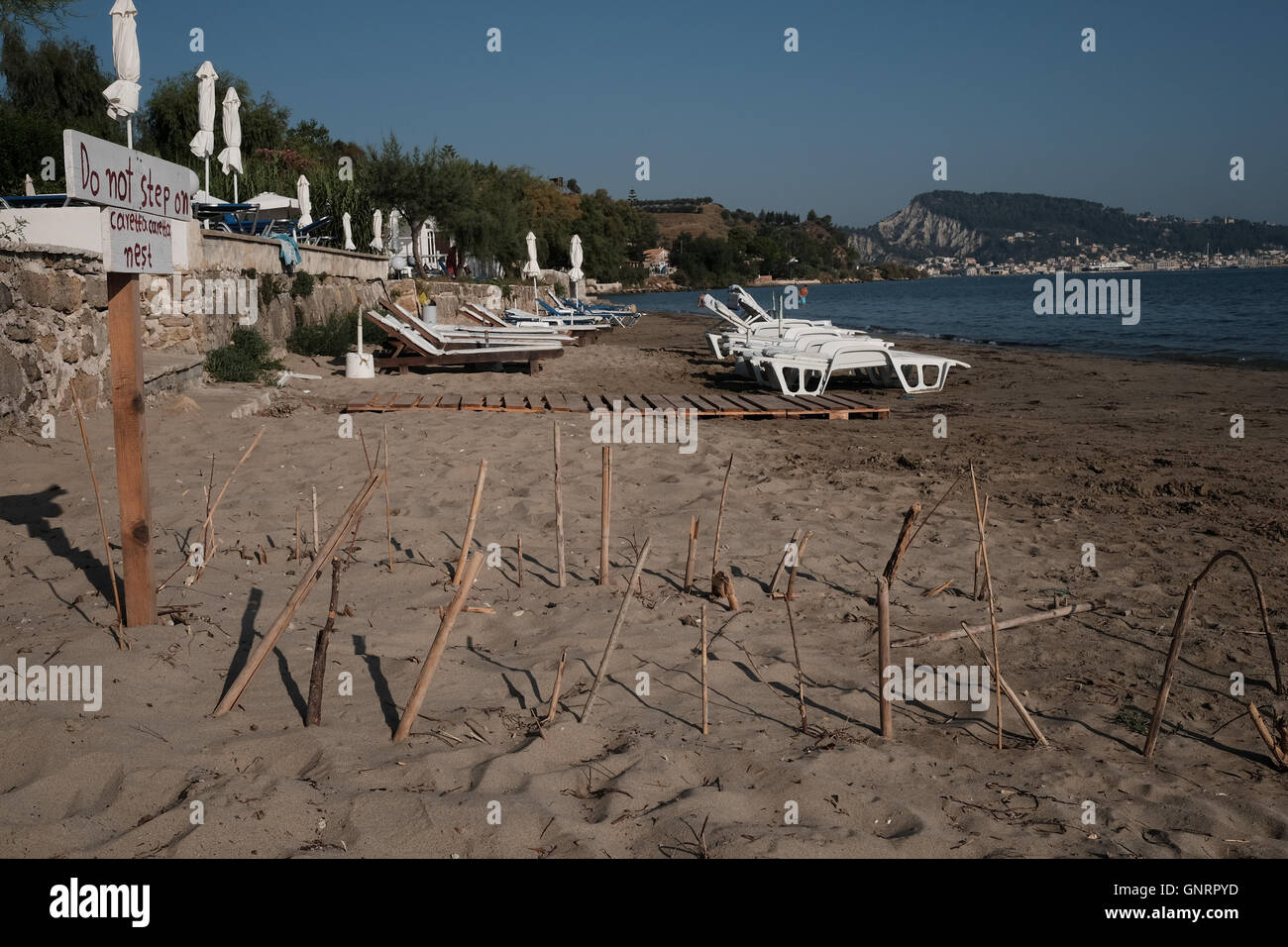 Un Nido di tartaruga protetti sul faggio a Zante Grecia Foto Stock